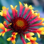 red and yellow petals